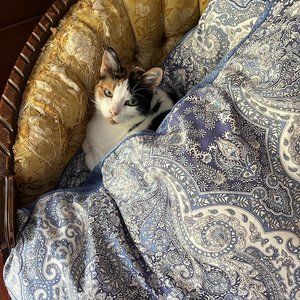 Meet your Posher, Etta